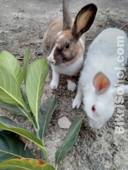 Couple Rabbit